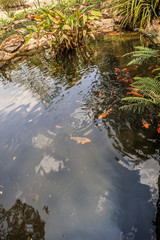 Wall Mural - koi fish in garden pond decorative landscape design