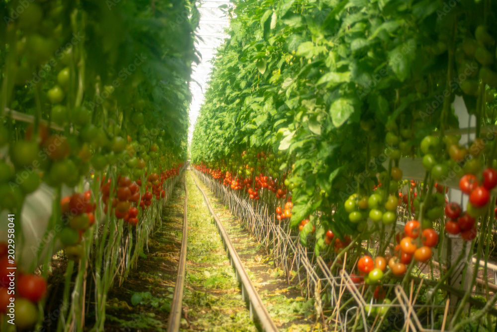 Wall Murals Dutch Bio Farming Big Greenhouse With Tomato Plants