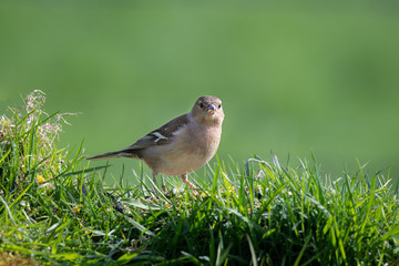 Poster - A female chaffinch sits perched on the top of a grass bank eating seed and staring forward straight into the camera lens