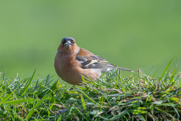 Poster - A male chaffinch sits perched on the top of a grass bank eating seed and staring forward straight into the camera lens