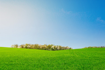 Landscape, green field in spring, forest on horizon