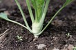 Young turnip cabbage plant in a garden bed
