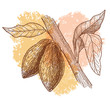 A cocoa beans and branch.