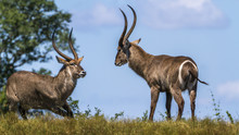 Common Waterbuck In Kruger National Park, South Africa