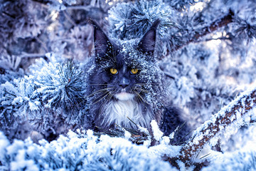 Wall Mural - A very nice wild blue maine coon cat sitting on the pine tree in the winter snowy forest.