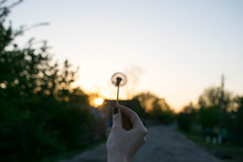 Beautiful Female Hand With Dandelion At Sunset