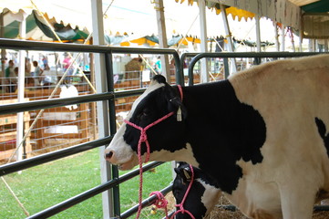 Cow at County Fair