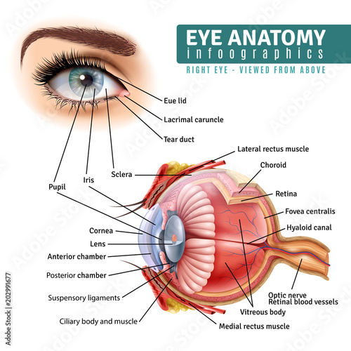 Photographie  Realistic Eye Anatomy Infographics