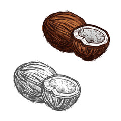 Wall Mural - Coconut fruit of tropical palm sketch, food design