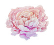 Isolated pink watercolor painting peony flower