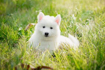 Poster - White siberian husky puppy on grass