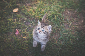 Poster - kitten sitting in the garden under sunlight