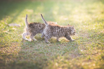 Poster - kitten playing in the garden