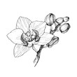 Hand drawn black outline orchid on a white background isolated. Highly detailed vector illustration. Beautiful exotic flower. Cymbidium for your logo, composition, design.