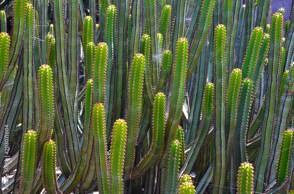 Kaktus San Pedro Stock Photo | Adobe Stock