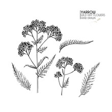 Hand Drawn Wild Hay Flowers. Yarrow Milfoil. Medical Herb. Vintage Engraved Art. Botanical Illustration. Good For Cosmetics, Medicine, Treating, Aromatherapy, Nursing, Package Design Field Bouquet.