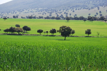 NATURALEZA