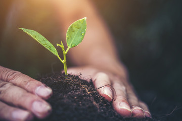 two hands holding and caring a young green plant with warm sunlight