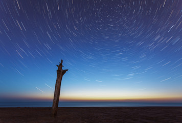 Wall Mural - blue evening sky and startrails over sea and lonely tree