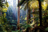 Fototapeta Na ścianę - Natife Australian rainforest - eucalyptus trees and ferns