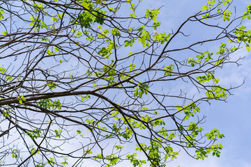 Wall Mural - Branches of trees green background