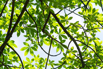 Wall Mural - Branches of trees green background