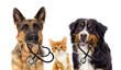 dog veterinarian and cat