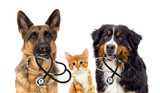 Fototapeta  - dog veterinarian and cat