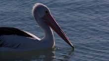 A Full Shot Of A Pelican Floating In On The Beach. The Shot Is Taken In Slow Motion.