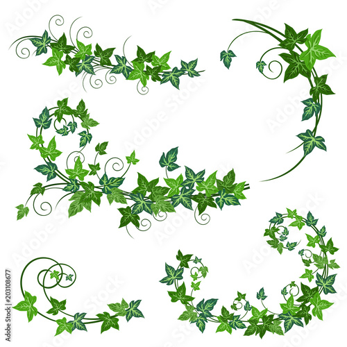 Ivy vines. Realistic vector illustrations of ivy vines