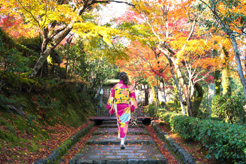 Wall Mural - woman is wearing kimono is walking among forest while autumn in japan.