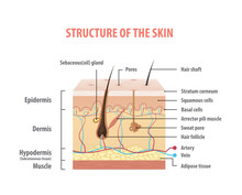 Vol.2 Structure Of The Skin Info Graphics Illustration Vector On White Background. Beauty Concept.