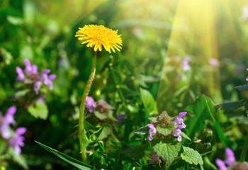 Yellow dandelion. Bright floral dandelions on a background green spring meadows.