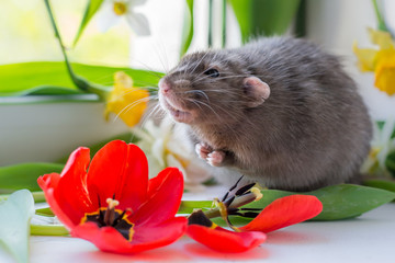 Wall Mural - rat male in red tulips