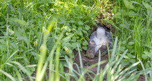 A Gray Rabbit Hides In The Rabbit Hole