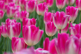 Fototapeta Tulipany - Field of pink tulips