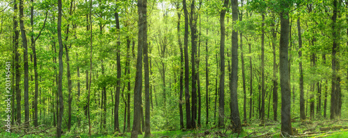 Fotografía Beautiful deciduous forest in fresh green broadleafs