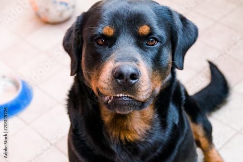 The Labrador winks with one eye, a clever dog, an angry and unhappy dog, a labra Tableau sur Toile