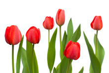 Set Of Red Tulips. Flowers Isolated On The White Background