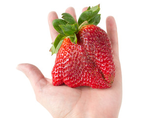 Canvas Print - Giant strawberry on the hand