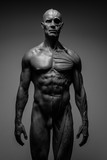 Anatomia mężczyzny