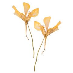 Dried and pressed the spring flowers isolated on white background. Herbarium of wild flowers. The front side and the back side.