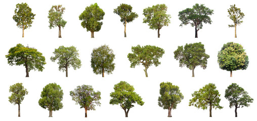 collections green tree isolated. green tree  isolated on white background.