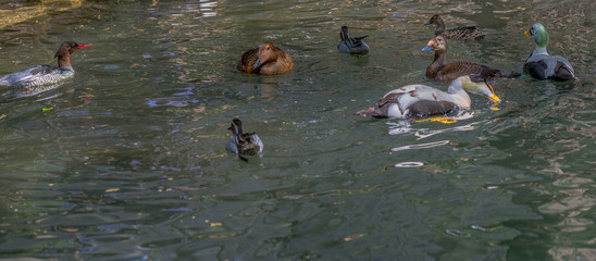 Green, Tan, White, and Orange Plumage on a Variety of Ducks in a Pond