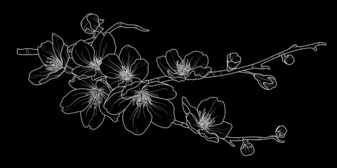 Cute hand drawn isolated sakura branch set 2.