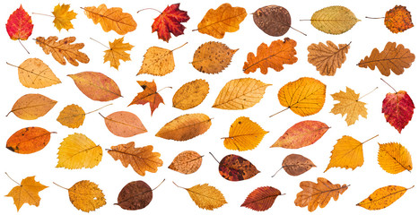 Wall Mural - lot of various dried autumn fallen leaves isolated