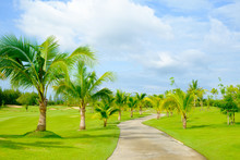 Golf Course With Green Grass Cart Path And Coconut Tree