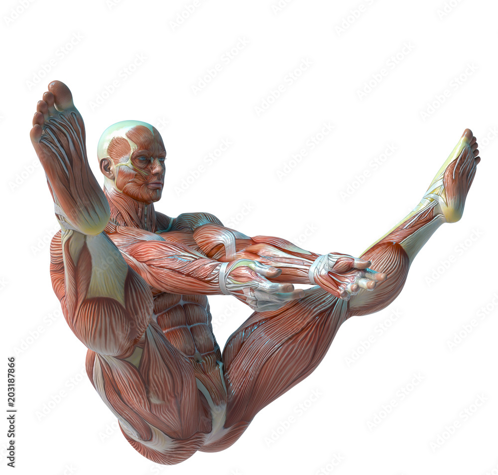 muscle man anatomy in an white background Stock Illustration | Adobe Stock