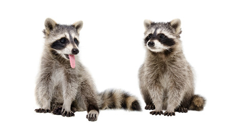 Wall Mural - Two funny raccoons sitting together, isolated on white background