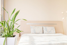Home and garden concept of sansevieria trifasciata or Snake plant in the bedroom